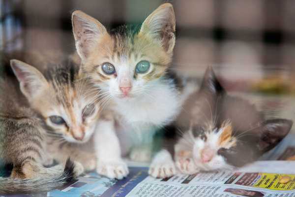 Become an Animal Champion Become an Animal Champion