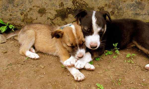 Pair My Pet Pair My Pet