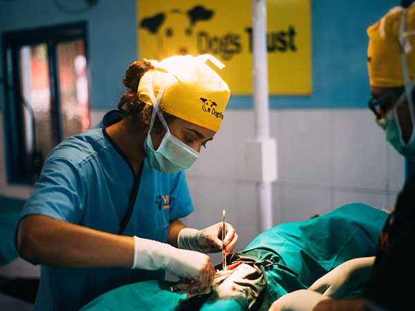 Veterinary Training Veterinary Training