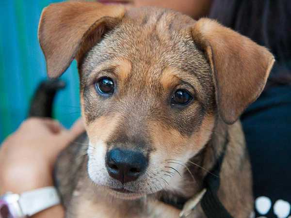 Animal welfare matters Animal welfare matters