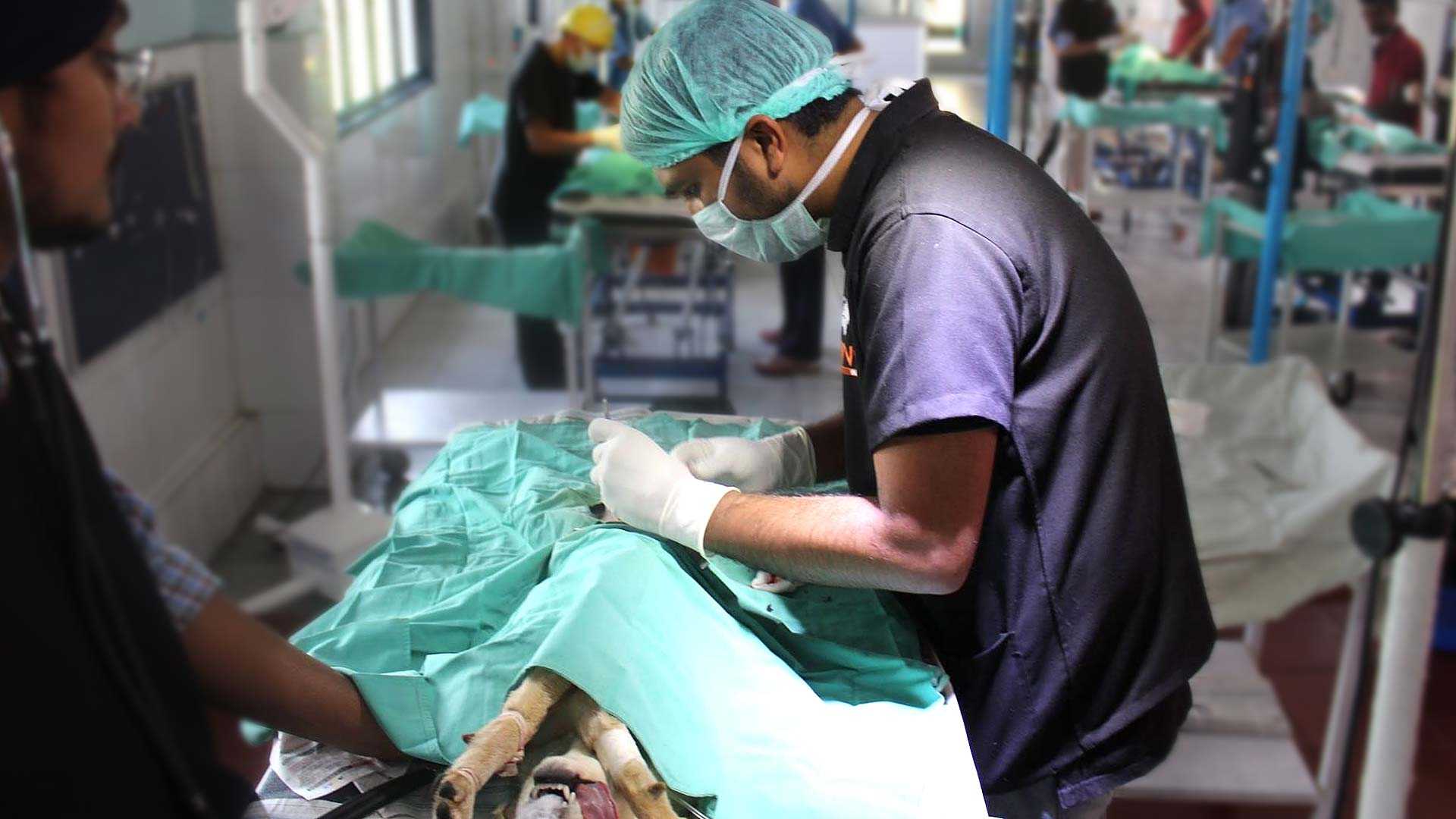 Ensure we can provide expert veterinary care where it's needed most Ensure we can provide expert veterinary care where it's needed most