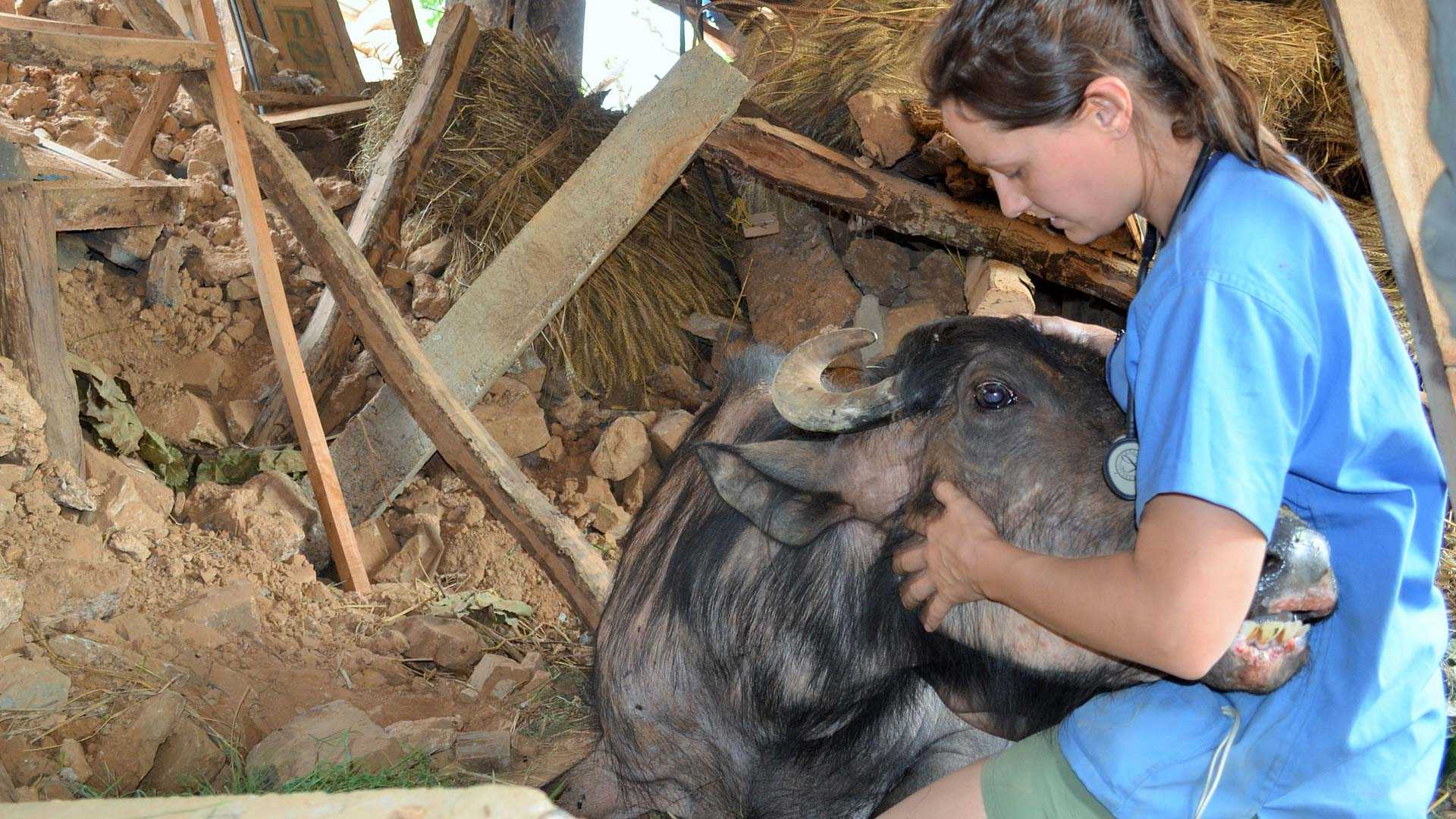 Get assistance from Worldwide Veterinary Service Get assistance from Worldwide Veterinary Service