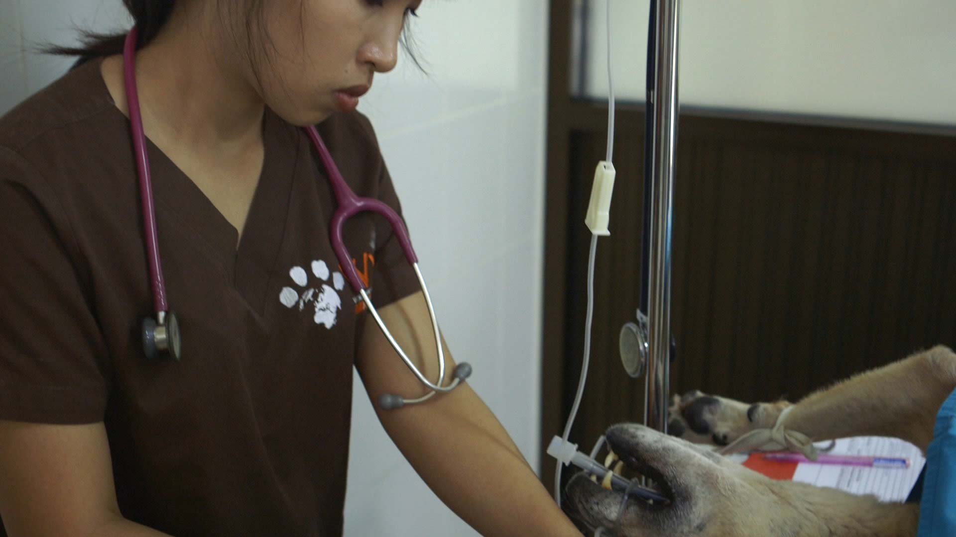 Worldwide Veterinary Service logo